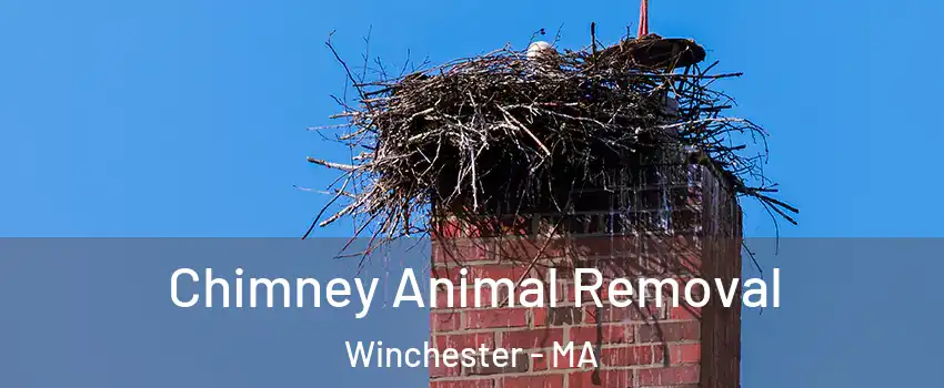  Chimney Animal Removal Winchester - MA