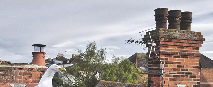 Chimney Cleaning And Restoration in Winchester, Massachusetts